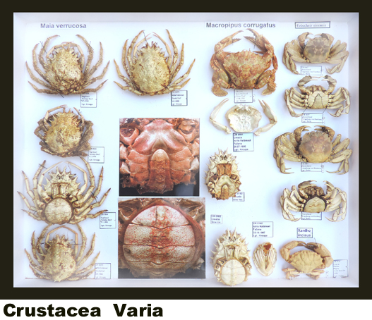 Crustacea