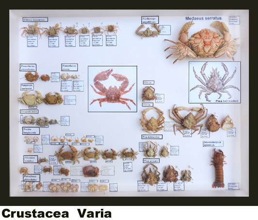 Crustacea