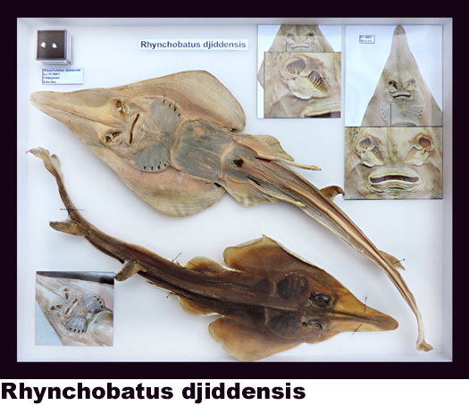 Rhynchobatus