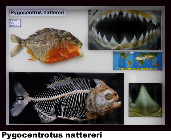 Pygocentrus nattereri