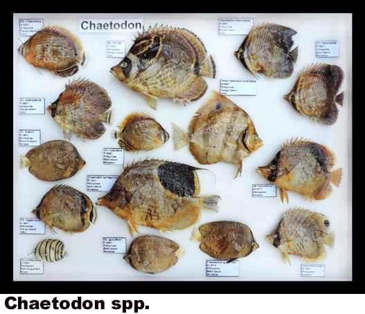 Chaetodon