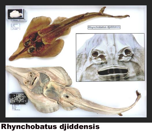 Rhynchobatus djiddensis