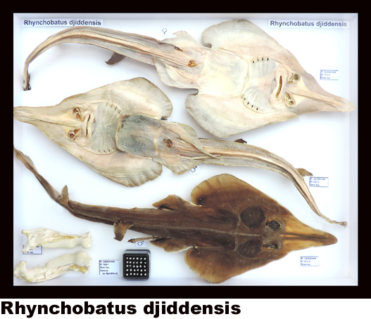 Rhynchobatus djiddensis