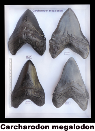 Carcharias megalodon