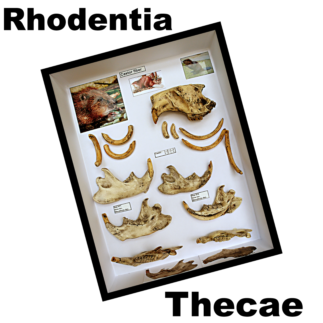 Rhodentia