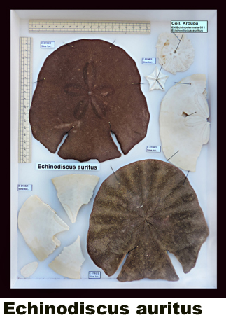 Echinodiscus auritus