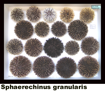 Echinus granularis