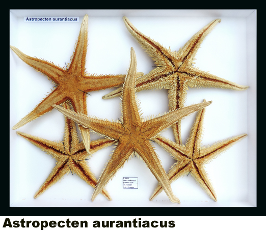 Astropecten aurantiacus