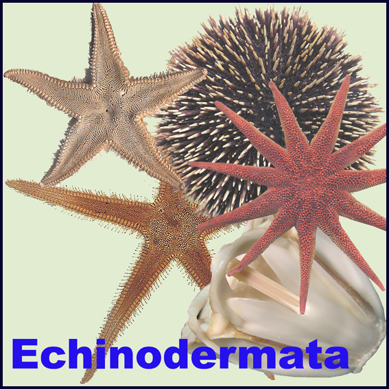 Icona Echinodermata