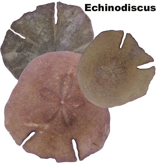 Icona Echinodiscus
