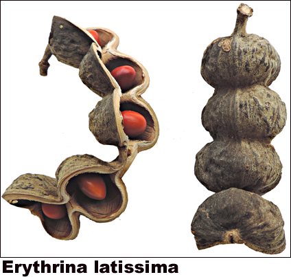 Erythrina latissima