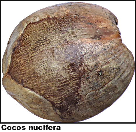 Cocos