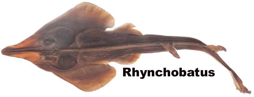 Icona Rhynchobatus