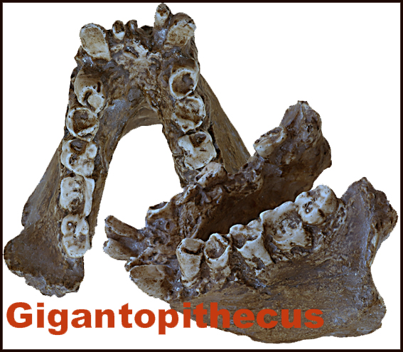 Icona Gigantopithecus