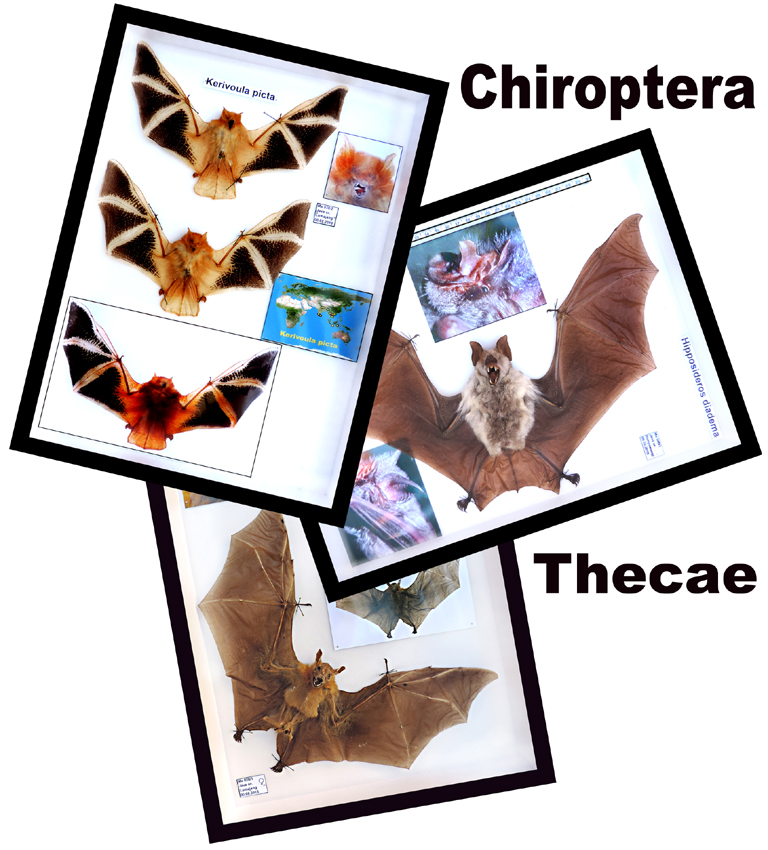 Icona Chiroptera