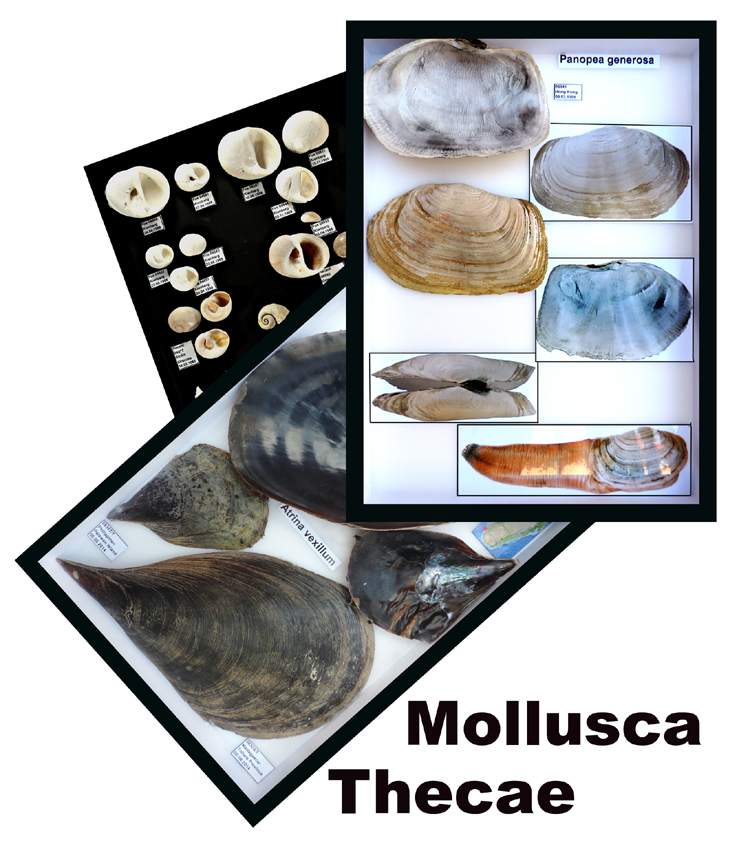 Icona Mollusca