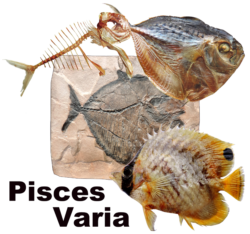 Icona Pisces