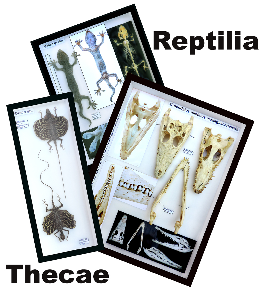 Icona Reptilia Boxes