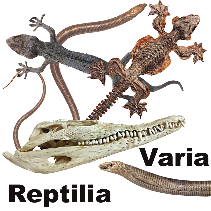 Icona Reptilia Varia