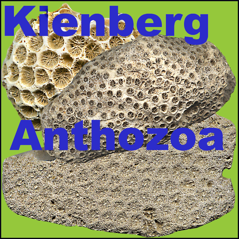 Kienberg Anthozoa