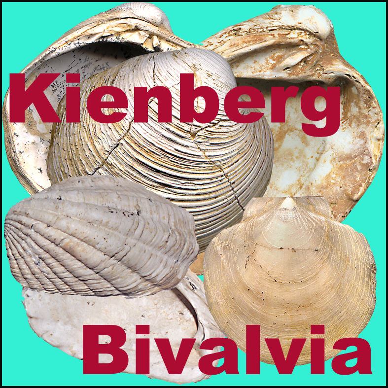 Icona Kienberg Bivalvia