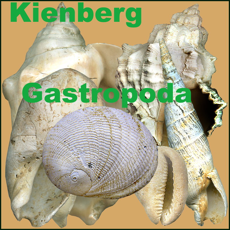 Kienberg Gastropoda