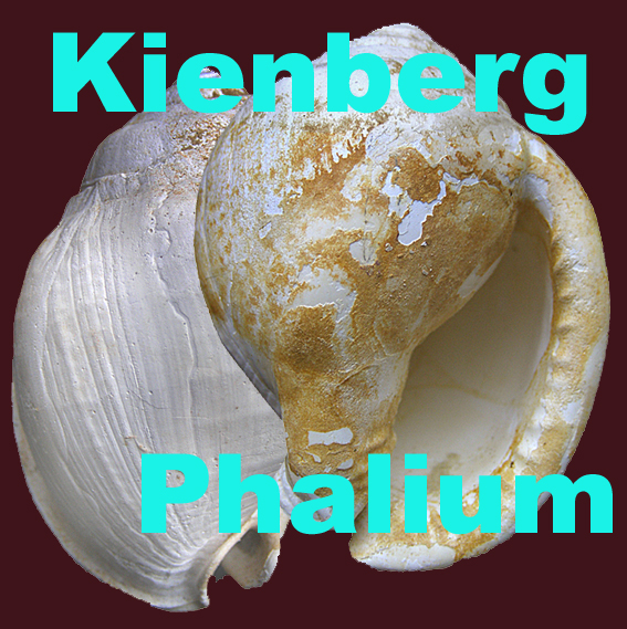 Kienberg Phalium