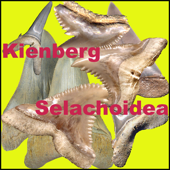 Kienberg Selachoidea