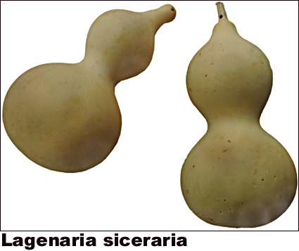 Lagenaria siceraria