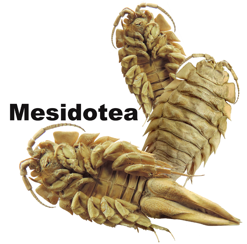 Mesidotea entomon