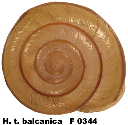 H. t. balcanica