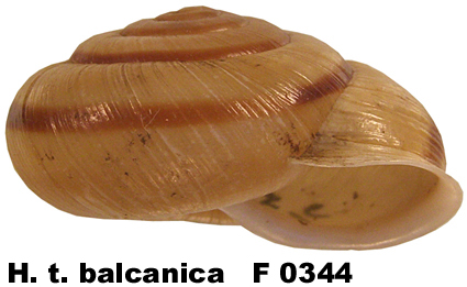 H. t. balcanica