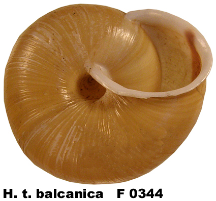 H. t. balcanica