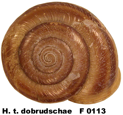 H. t. dobrudschae