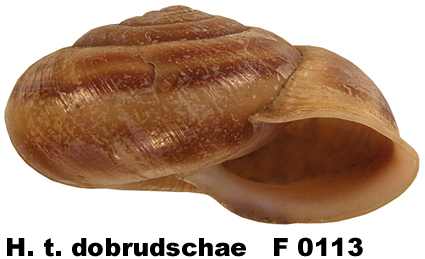 H. t. dobrudschae