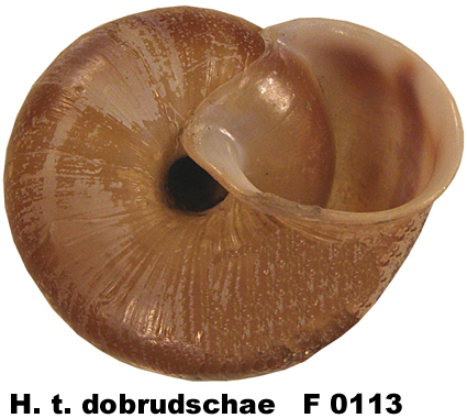 H. t. dobrudschae