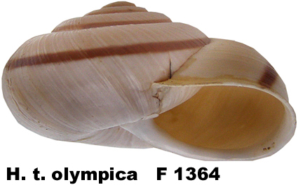 H. t. olympica