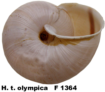 H. t. olympica