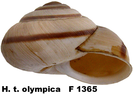 H. t. olympica