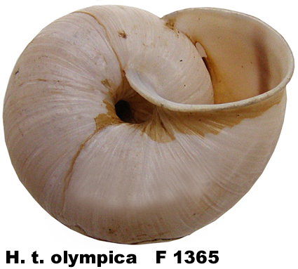 H. t. olympica
