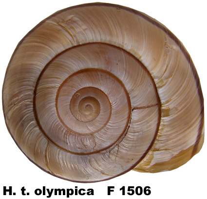 H. t. olympica