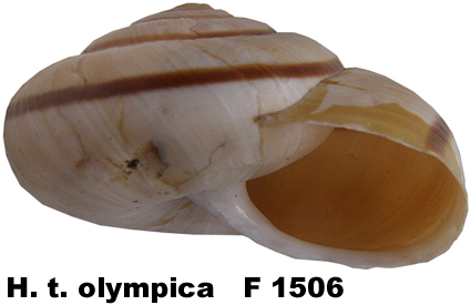 H. t. olympica