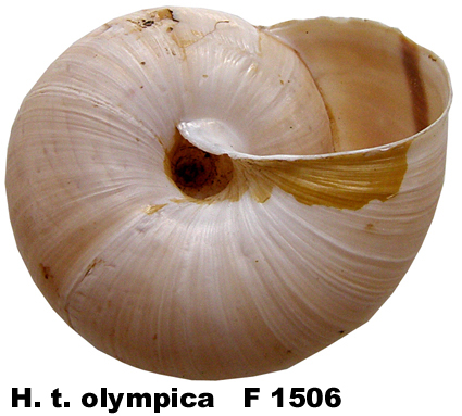 H. t. olympica