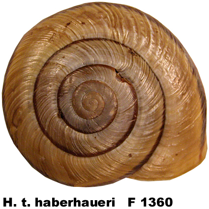 H. t. haberhaueri