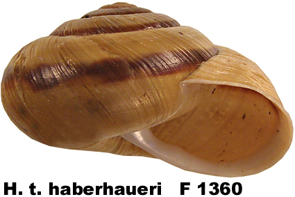 H. t. haberhaueri