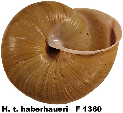 H. t. haberhaueri