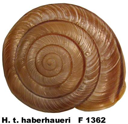 H. t. haberhaueri