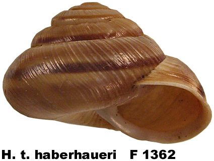 H. t. haberhaueri