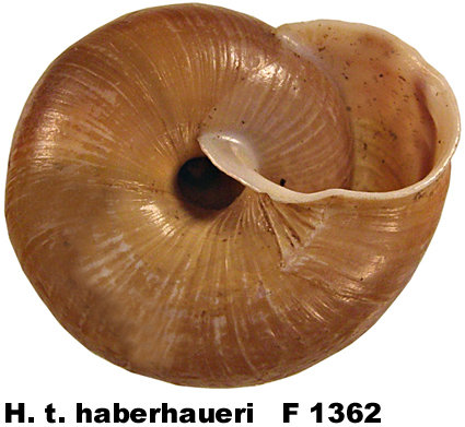 H. t. haberhaueri