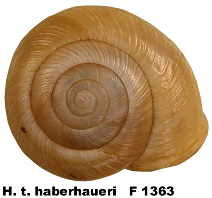 H. t. haberhaueri